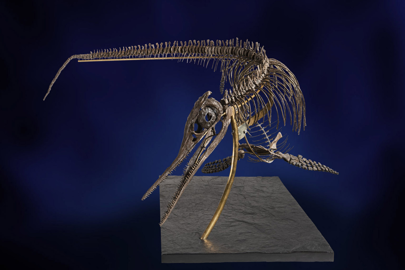 Fiona's Fossil: Unveiling Secrets of Ancient Marine Reptiles - Article illustration from Journals Of India