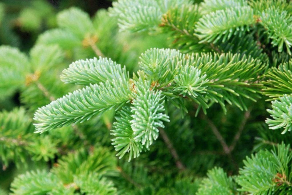 Scientists reveal gold Nanoparticles hidden inside Finnish spruce needles thanks to nature’s micro-alchemists