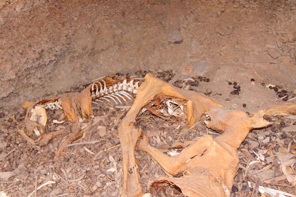 Scientists uncover 50,000-year-old fossil revealing a giant walking kangaroo