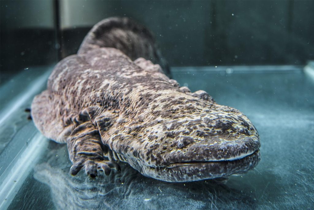 Scientists uncover giant salamander fossil rewriting Appalachian history