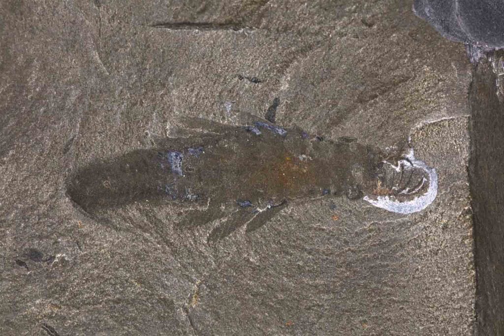 Scientists unveil a 506-million-year-old sea creature that looks like a real-life sci-fi kaiju