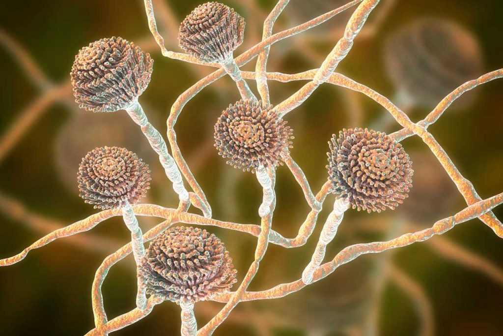 Scientists warn a deadly fungus like The Last of Us is spreading fast worldwide and could soon become unstoppable