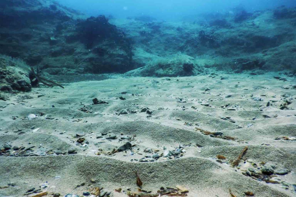 shocking footage reveals how hidden threats are destroying antarctica’s fragile seafloor ecosystems