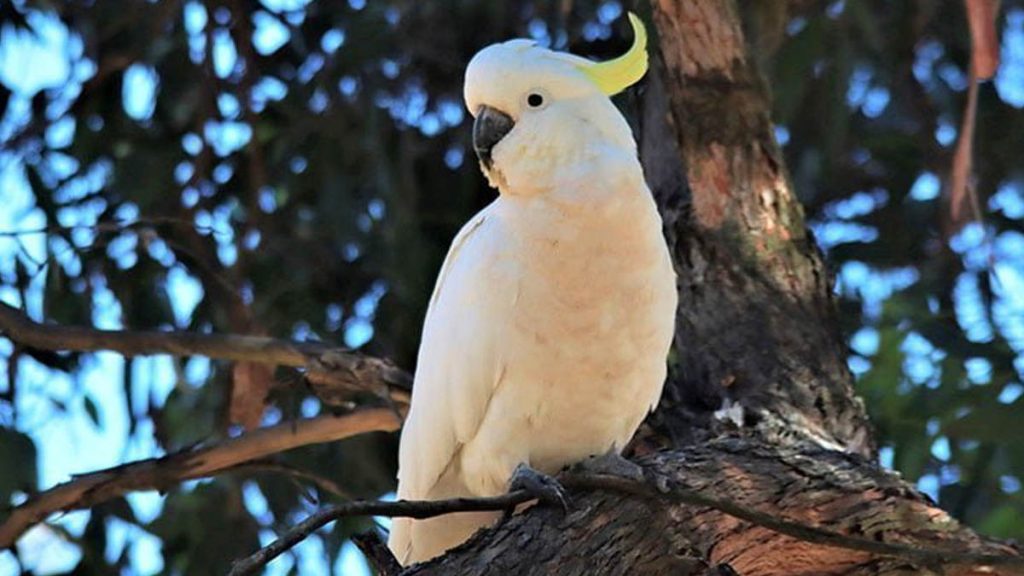 Sydney parrots are mastering water fountains in a surprising new urban behavior spreading fast in the city