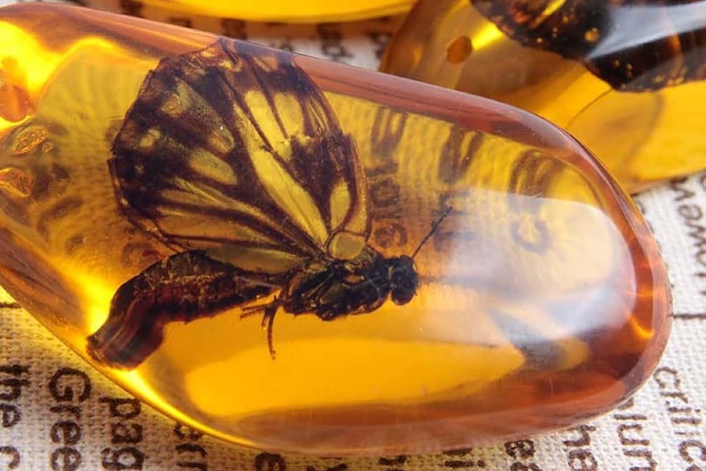 What was hiding in Japan’s museum for decades? the mystery of a newly revealed extinct butterfly species