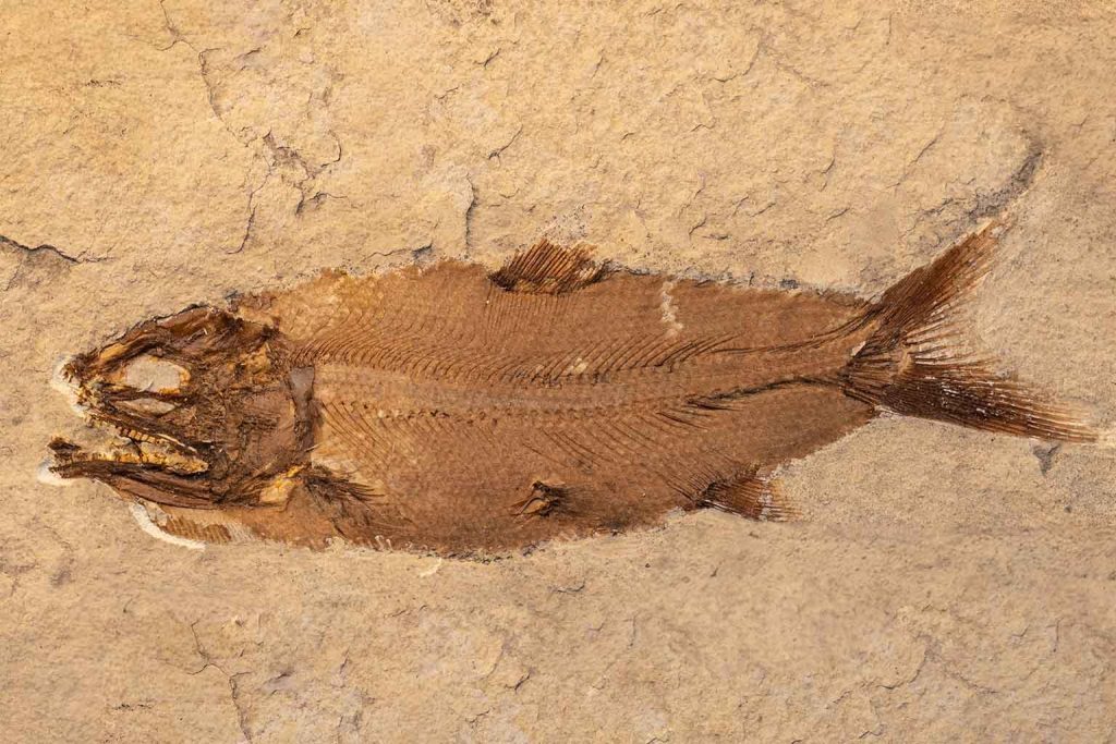 16 million-year-old fish fossils in NSW unveil ancient world secrets