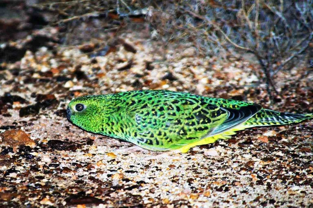 Conservation: Rare bird thought extinct rediscovered by rangers