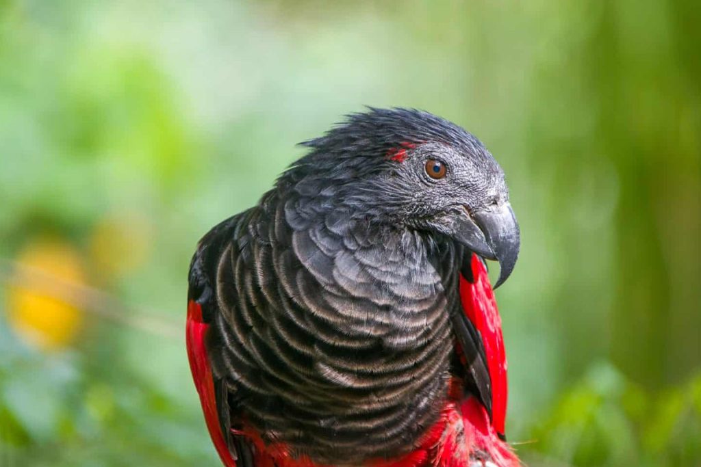 Discover the haunting allure of New Guinea's Dracula parrot, the gothic bird with a scream