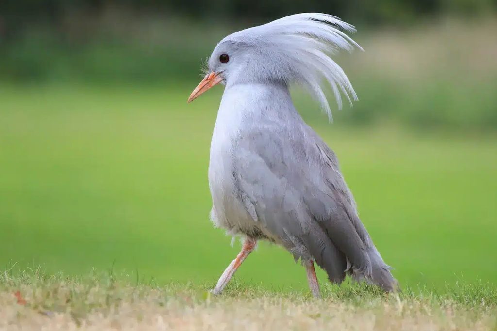 Discover the kagu: New Caledonia's elusive bird with a rare one-of-a-kind feature that surprises biologists.