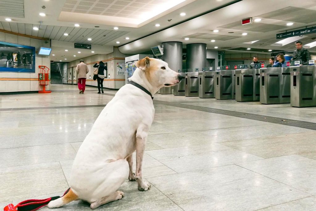 Florida woman's shocking act in airport restroom ignites demand for tougher animal cruelty laws