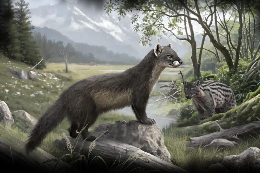 Himalayan fossil find offers a glimpse into ancient carnivorous mammals' evolution