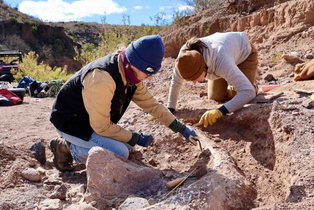 Hunter's Remarkable Find: Unearths Rare Mammoth Tusk in Texas, Unlocking Ice Age Secrets