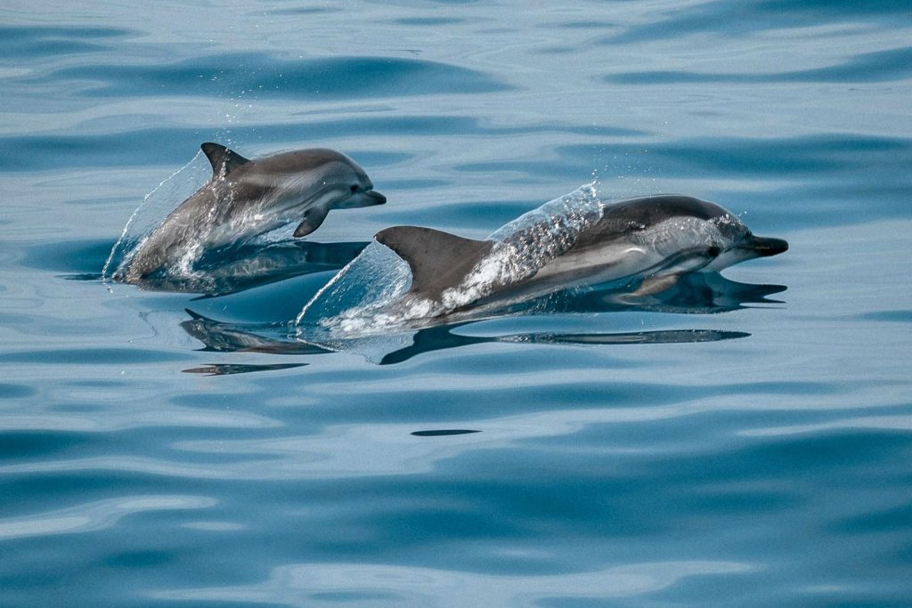 India's First River Dolphin Survey: 6,327 Individuals Recorded in Eight States