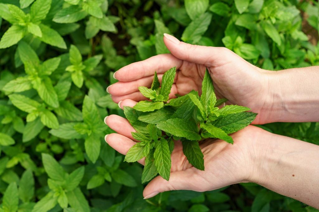 Natural mint insect repellent: how to make it in just one step