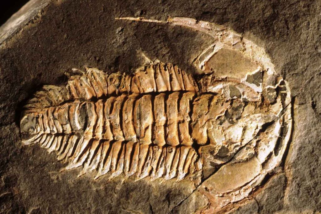 Paleontologists reveal unexpected 500-million-year-old fossil identity in groundbreaking study