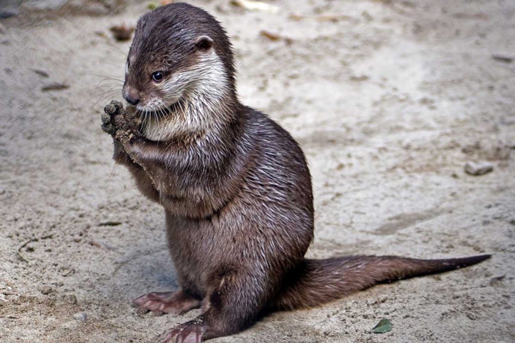 Rare otter species resurfaces in Nepal after 185 years, sparking conservation hope