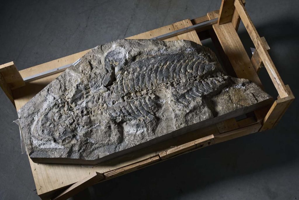 Rediscovering history: Ancient amphibian mass grave unveiled in Wyoming