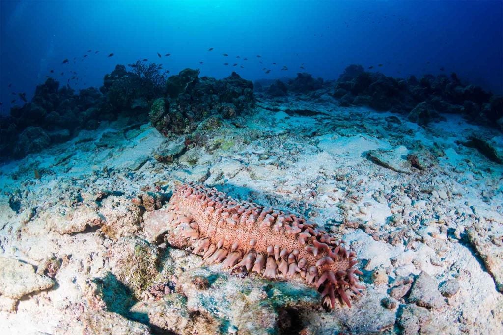 Sea creature with a masterful disguise spotted beneath the waves—an incredible feat of nature in Monterey Canyon!