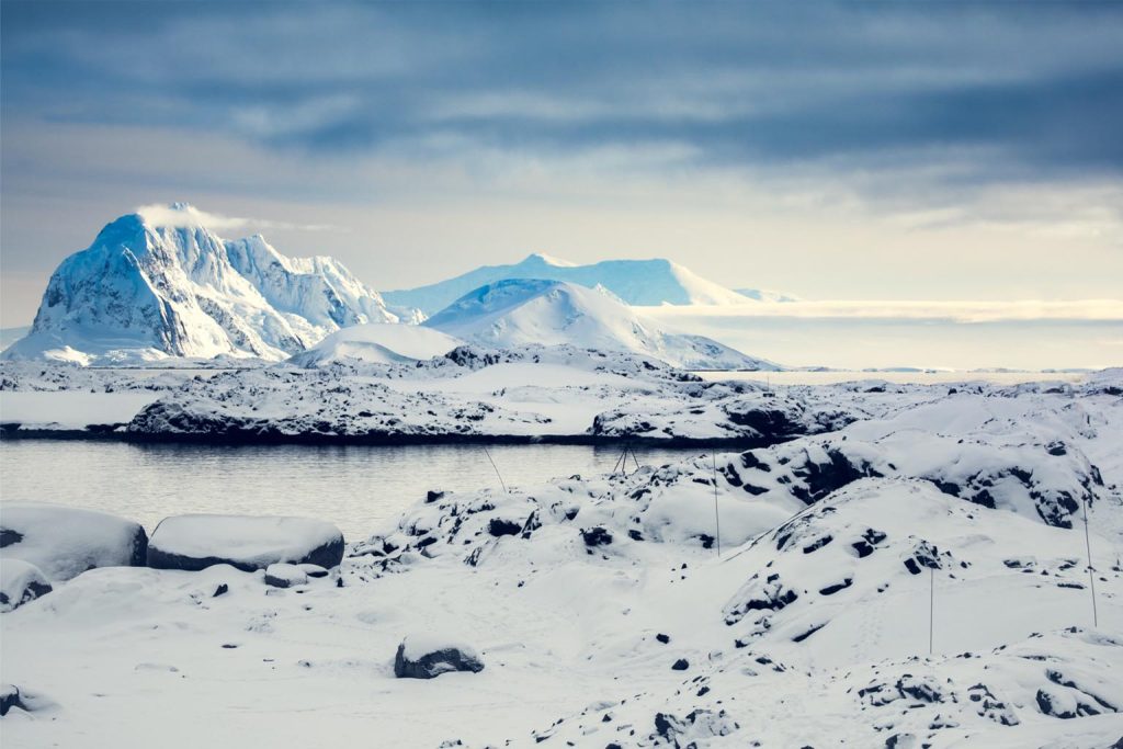 The resilient survival of Antarctica's tiny native: Unlocking secrets of the daring Antarctic midge