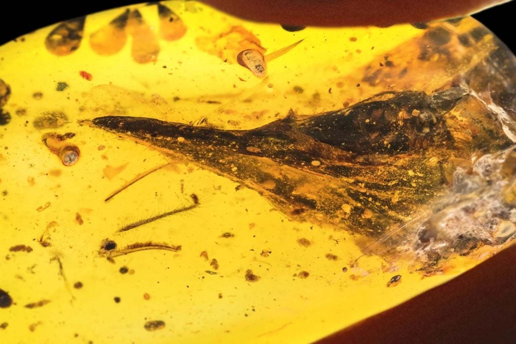 Tiny dinosaur in 99-million-year-old amber reshapes our view of ancient life