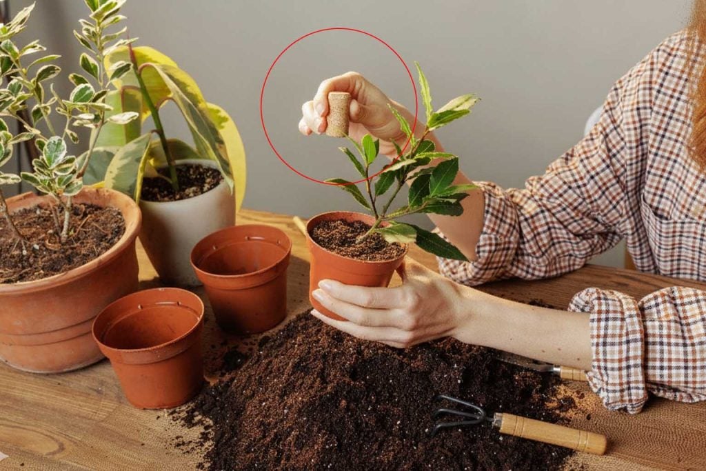 Why adding corks to your houseplant soil can transform their health and longevity