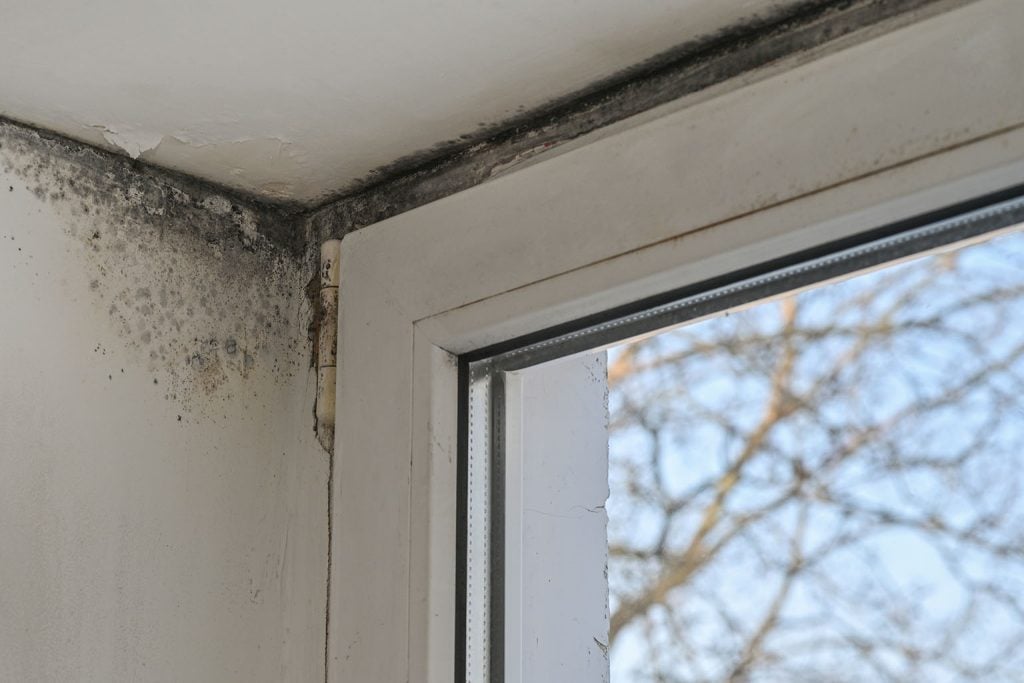 Why mold stubbornly lurks behind furniture and what you're missing