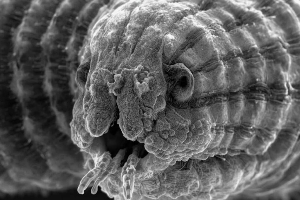 46,000-year-old worm revived from Siberian permafrost by scientists