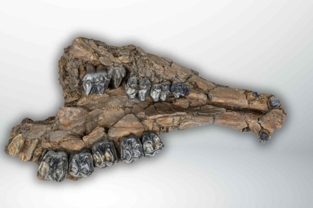 500,000-year-old fossil discovery in Florida sinkhole intrigues scientists