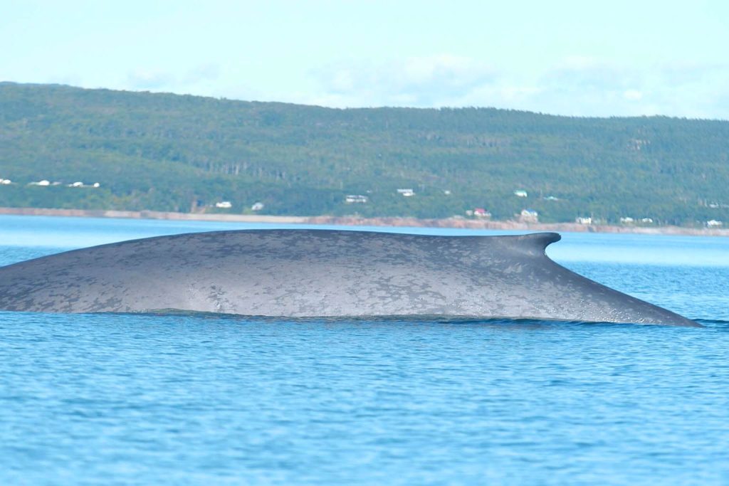 52-Hertz whale: ongoing scientific investigation into its unique call frequency