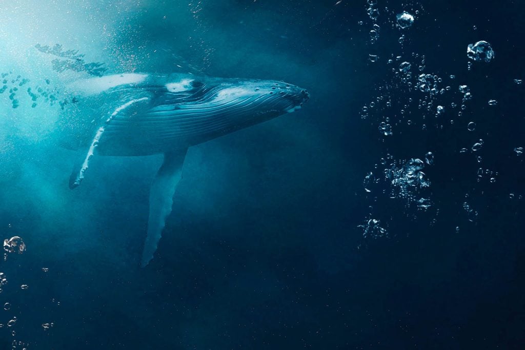 52-Hertz Whale: Ongoing Scientific Investigation into Unique Vocalization Phenomenon