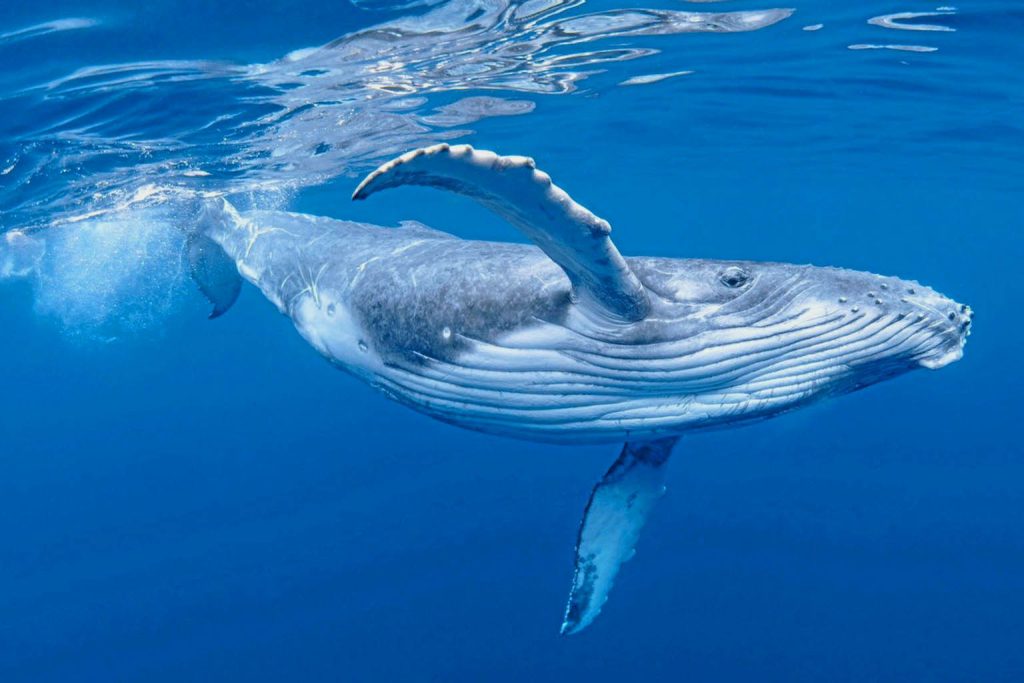 52-Hertz Whale: Scientific Debate Continues on Its Unique Calls