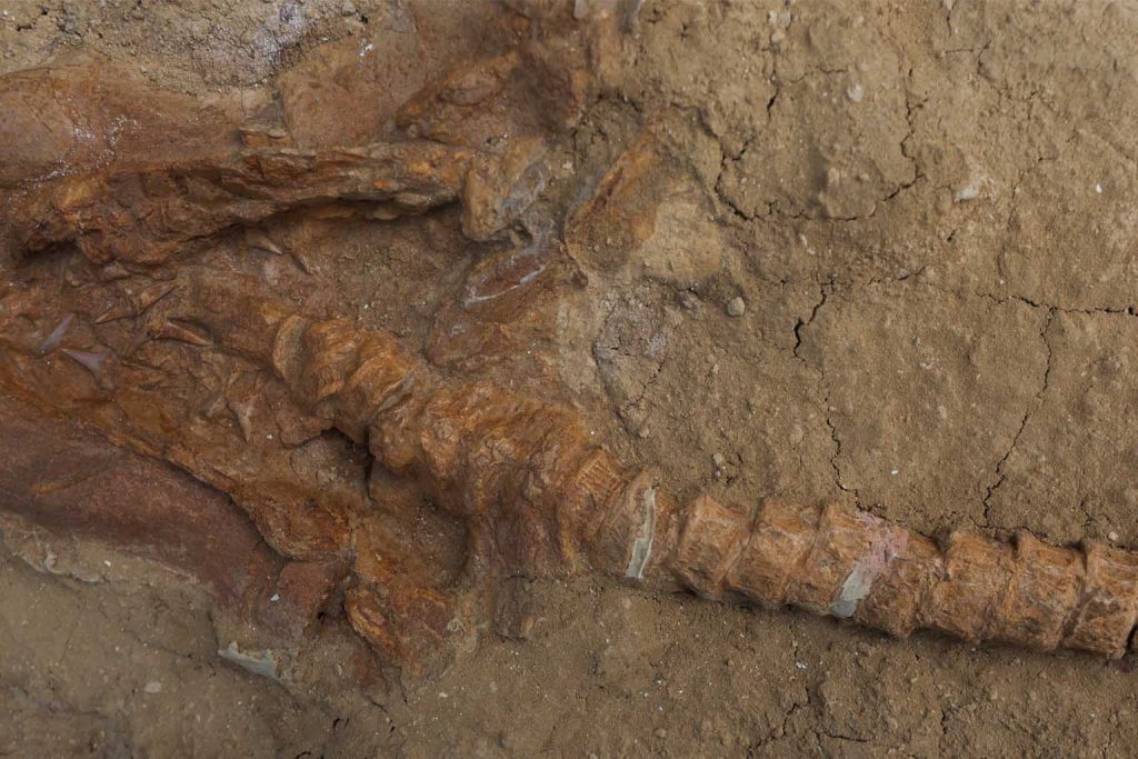 9-million-year-old shark relative fossil discovered in Peru