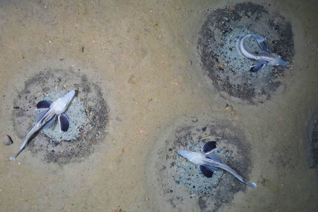 Antarctica: accidental discovery of thousands of nests beneath the ice