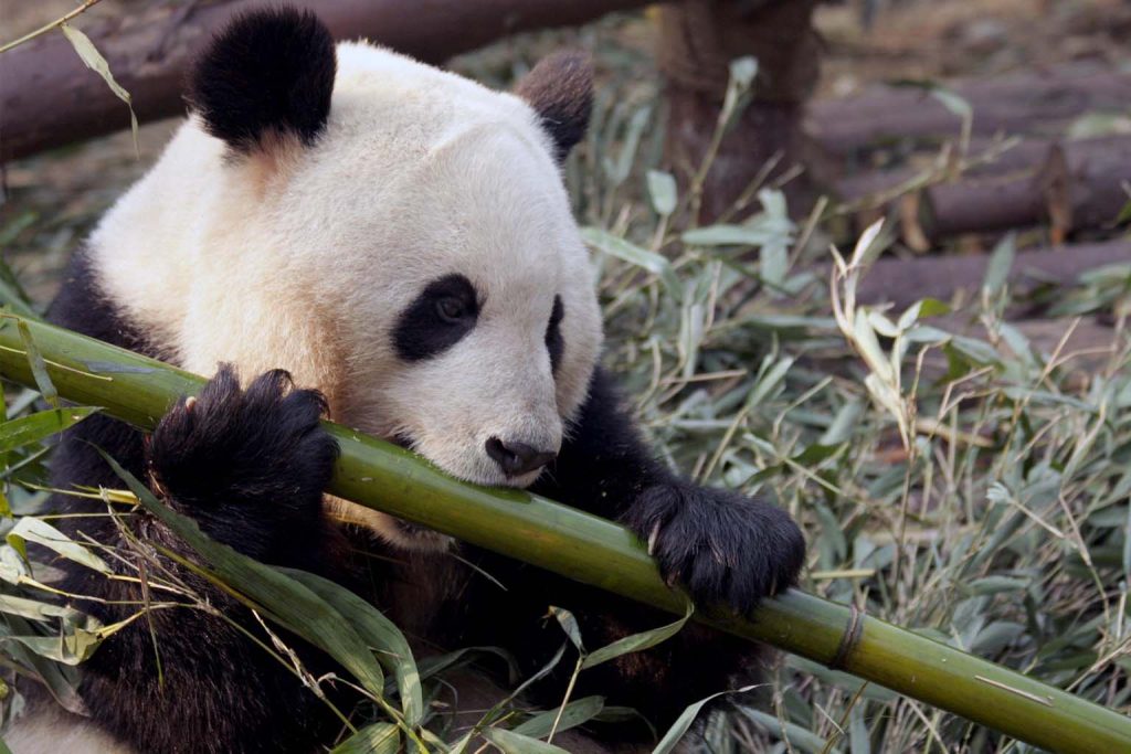 Bamboo consumption: scientists find potential impact on panda DNA evolution