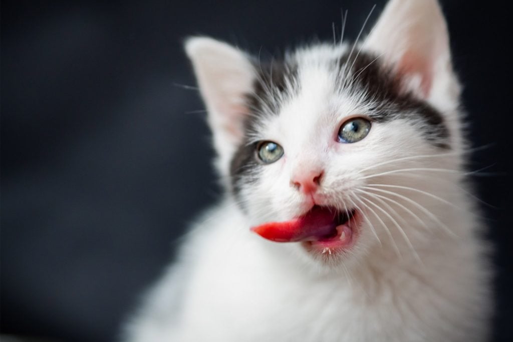 Cat Behavior: Scientific Explanation for the Flehmen Response After Smelling