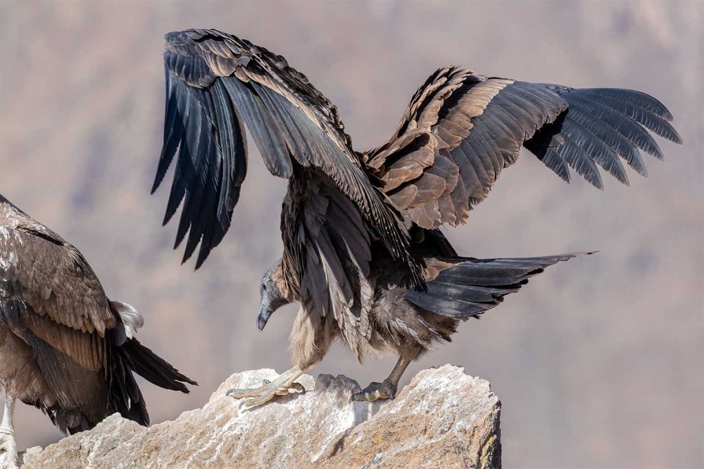 Flying bird size study: researchers identify the largest species on Earth