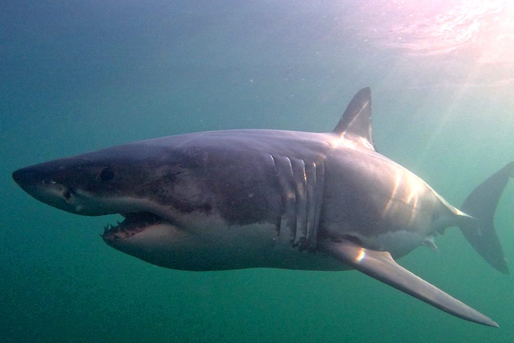 Great white shark: largest Atlantic specimen tagged off Florida coast
