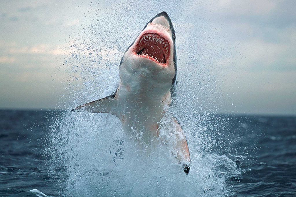 Great white sharks: new predatory threat emerges in ocean ecosystem