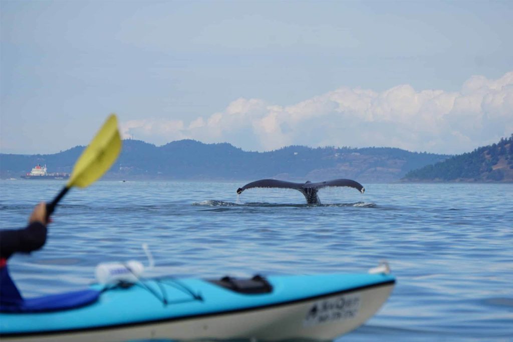 Humpback Whale Incident: Kayaker Encounter in Chilean Patagonia Captured on Video