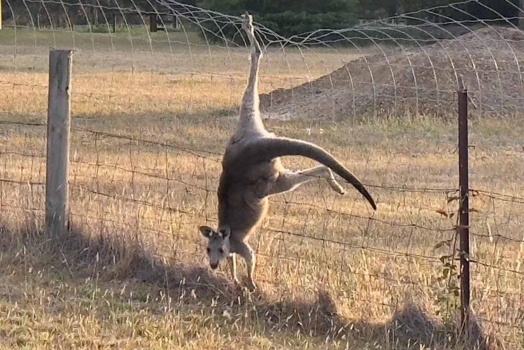 Kangaroo Found Hanging from Fence on Isolated Australian Road: Details of Incident