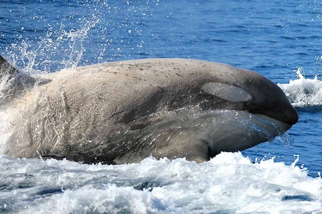 Rare Ocean Creature: Photographer Captures Unique Underwater Sighting