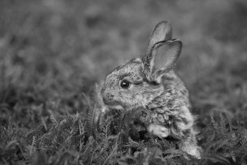 Rare Species: Documented Comeback After 120-Year Extinction