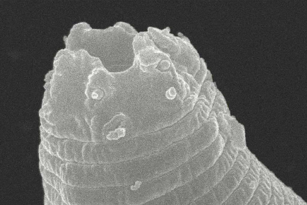 Scientists revive 46,000-year-old worm from Siberian permafrost for study